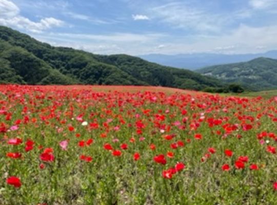 天空のポピー！
